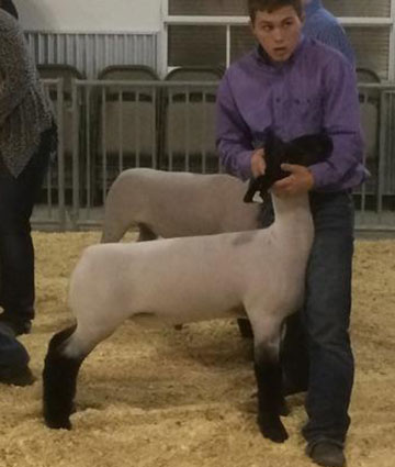 Alexander Show Lamb Champion