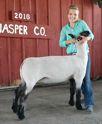 Alexander Show Lamb Champion