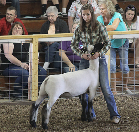 Alexander Show Lambs Winners