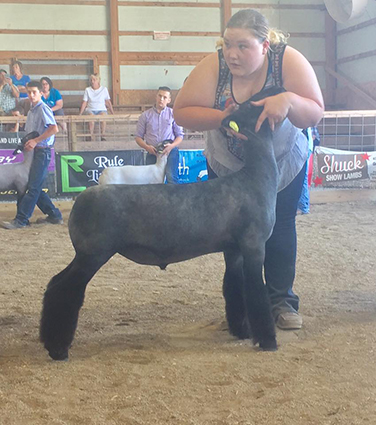 Alexander Show Lambs Winners