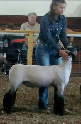 Alexander Club Lambs Winner
